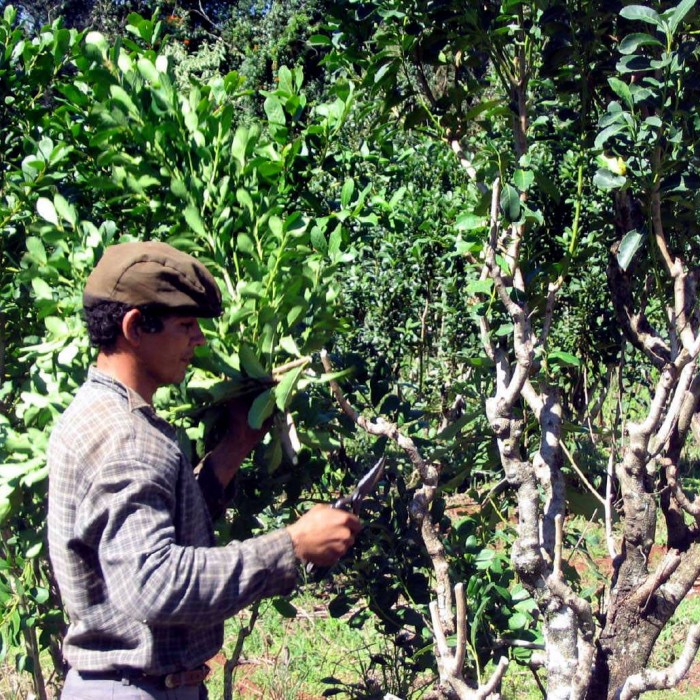 Yerba Mate + Communauté des indigènes guarani.